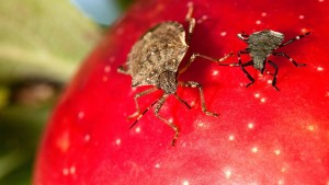 Michigan State Offers Online Database Of Tree Fruit Diseases, Insects