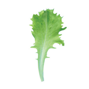 Celinet