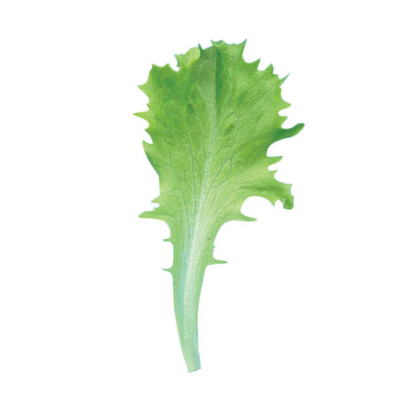 Celinet