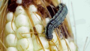 Prepare For Corn Earworm