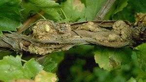 Researchers Find Detection Method for Crown Gall Disease