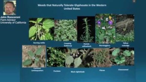 Weeds That Tolerate Glyphosate In The Western United States [sponsor content]
