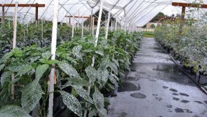 Protected Agriculture Goes From High Tunnels  To High Tech