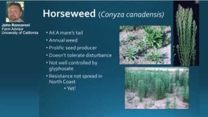 Review Of Glyphosate Resistance Of Horseweed  [sponsor content]