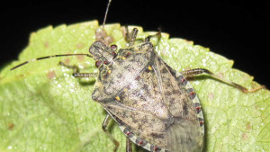 Sustainable Options For Controlling Brown Marmorated Stink Bug In Vegetables