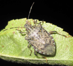 Brown Marmorated Stink Bug