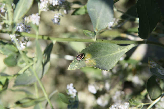 Bagrada Bug