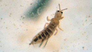 Take Control Of Thrips In Your Greenhouse