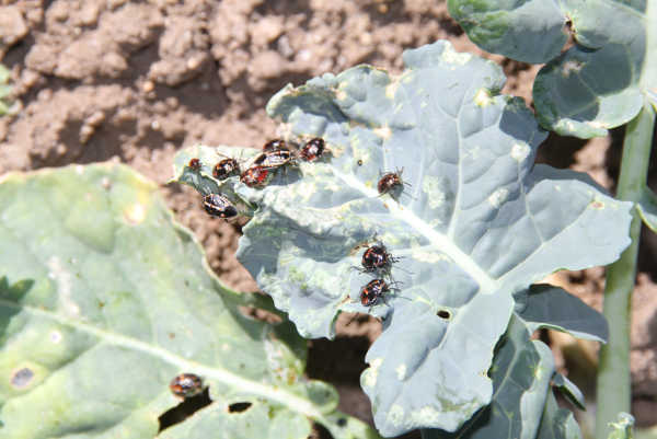 Bagrada Bug
