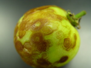 Plants infected early by  tomato spotted wilt virus may produce no fruit, and infected fruit will be unmarketable. Photo(s) credit: Dr. Alan Henn, Mississippi State University Extension Service