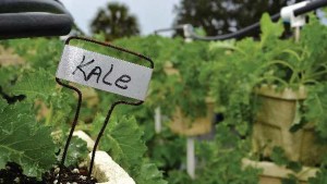 National Kale Day Gains Momentum
