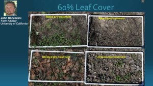 Does Leaf Cover Interfere With Herbicide Efficacy In Grapevines? [sponsor content]