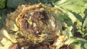 Learn More About Lettuce Drop