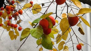 Sexual Evolution May Bear More Fruit In The Orchard