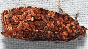 Invasive Pest Found First Time In U.S. At Border Crossing