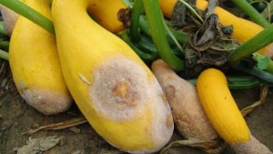 Fight Phytophthora Blight Of Cucurbits