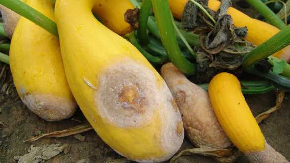 Fight Phytophthora Blight Of Cucurbits