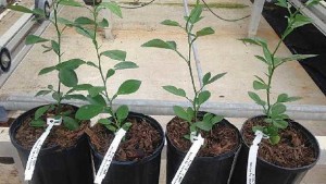 Playing The Citrus Rootstock Market Has Risks And Rewards