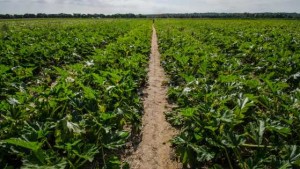 2014 Top 25 Vegetable Growers – Southeast