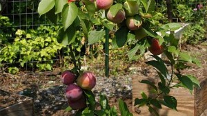 Heard Of The Tree Of 40 Fruit?