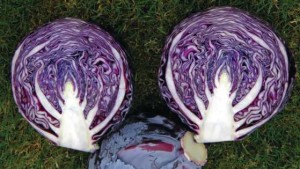 Stokes Seeds Presents Its Latest Vegetable Varieties