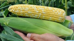 Abbott & Cobb Presents Its Latest Vegetable Varieties