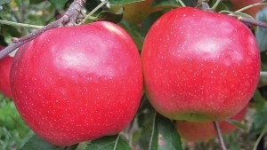 Adams County Nursery 2015 Variety Showcase [Slideshow]