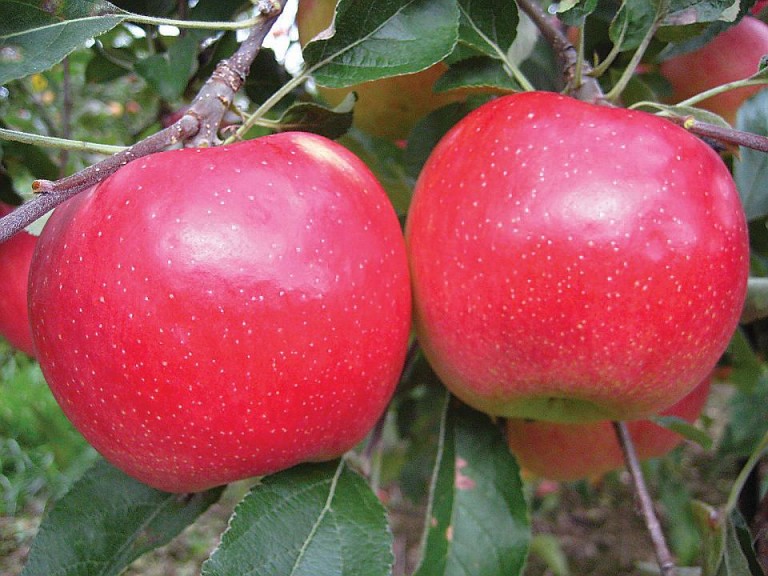Autumn Crisp, Adams County Nursery