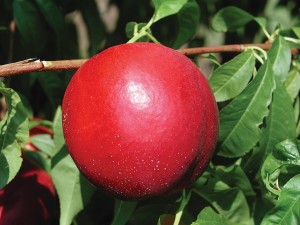 Avalon™, Adams County Nursery