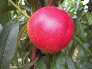 NectaFest™, Adams County Nursery 
