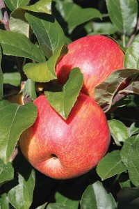 Premier™ Honeycrisp, Adams County Nursery 