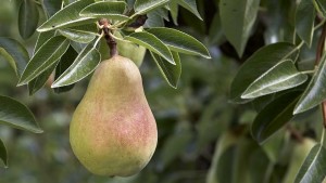 USA Pears Launches Month-Long Marketing Blitz