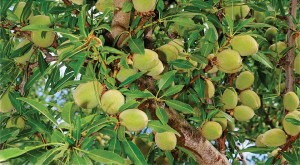 Lone Star™, The Burchell Nursery, Inc.