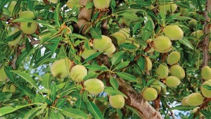 The Burchell Nursery, Inc. 2015 Variety Showcase [Slideshow]
