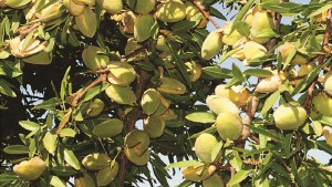 Planting, Irrigation Management, Tree Health Among Topics At Almond Conference