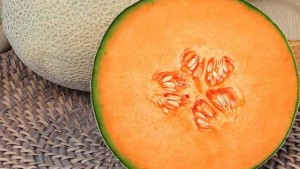 Clifton Seed Co. Presents Its Latest Vegetable Varieties