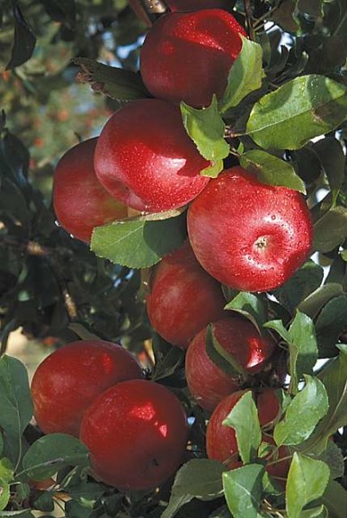 Honeycrisp™, C&O Nursery