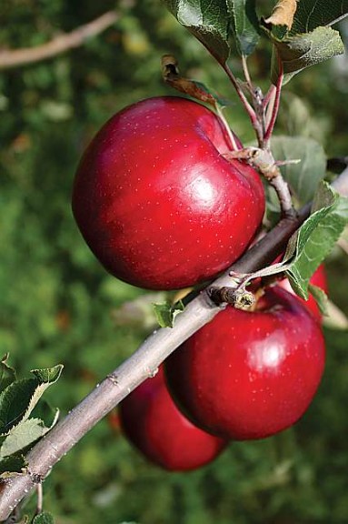 Jonastar®, C&O Nursery