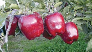 C&O Nursery 2015 Variety Showcase [Slideshow]