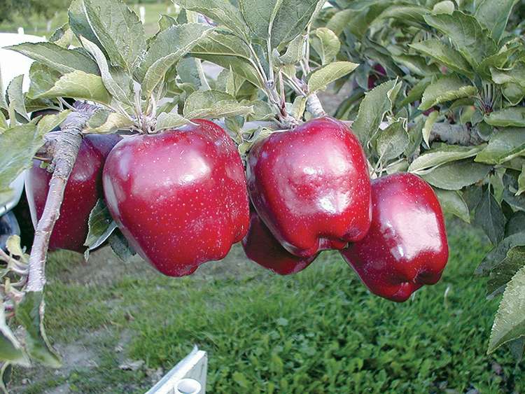 Schlect Spur Delicious, C&O Nursery