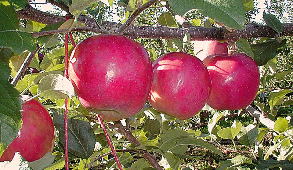 Apple variety Red Delicious - Nursery Oberhofer - production of apple trees