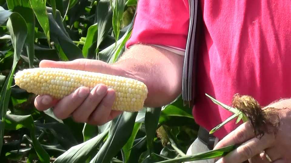 Variety Trials 2014: Syngenta