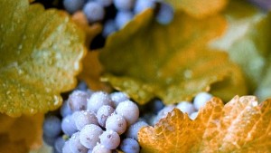 Big Berries Fuel 2014 Concord Harvest