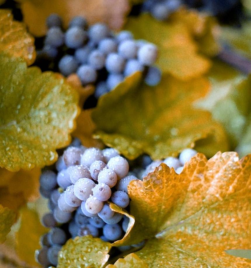 New York Seeks to Boost Concord Grape Industry