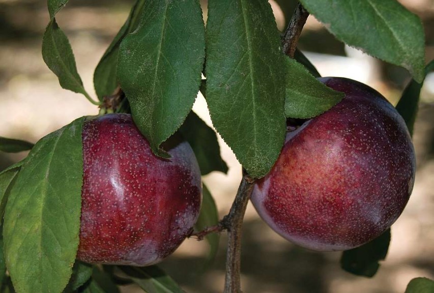 Honey Punch, Dave Wilson Nursery