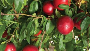 Dave Wilson Nursery 2015 Variety Showcase [Slideshow]
