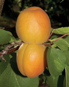  Kylese-Cot Aprium®, Dave Wilson Nursery