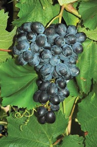 Faith, Double A Vineyards