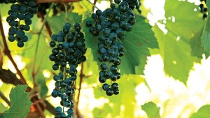 2015 Mississippi Grape And Muscadine Short Courses Announced