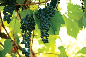 Frontenac, Double A Vineyards